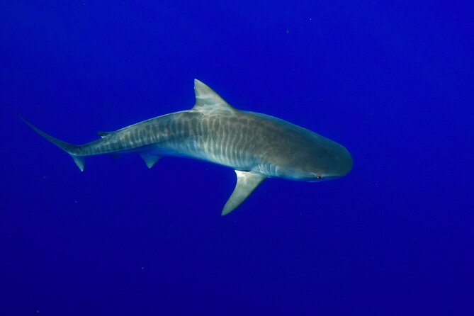 Dive with Sharks in Hawaii: Shark Tour from Haleiwa - Dolphins, turtles, and possible whales