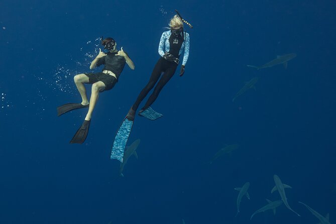Dive with Sharks in Hawaii: Shark Tour from Haleiwa - How safe does the shark swim feel?
