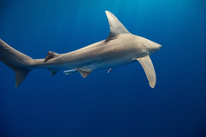 Dive with Sharks in Hawaii: Shark Tour from Haleiwa - Is $153.85 a fair price?