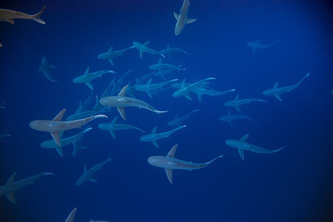 Dive with Sharks in Hawaii: Shark Tour from Haleiwa - Who will enjoy this North Shore outing?