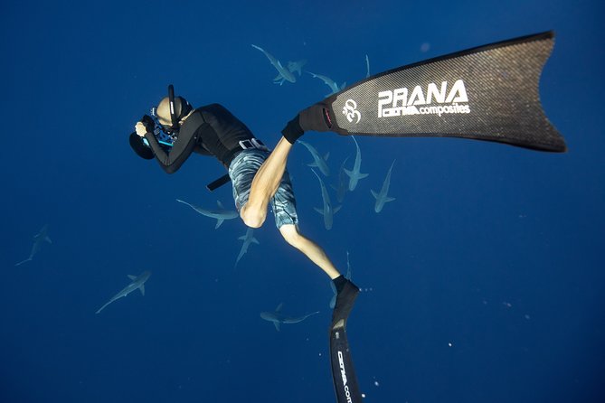 Dive with Sharks in Hawaii: Shark Tour from Haleiwa - Tips for a calmer, better outing