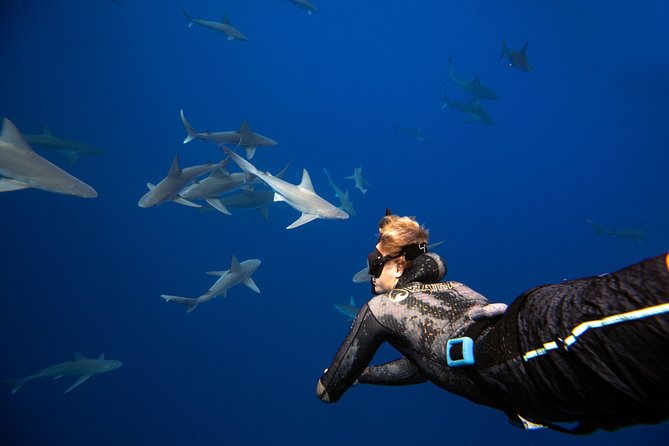 Dive with Sharks in Hawaii: Shark Tour from Haleiwa - Meeting the sharks without a cage