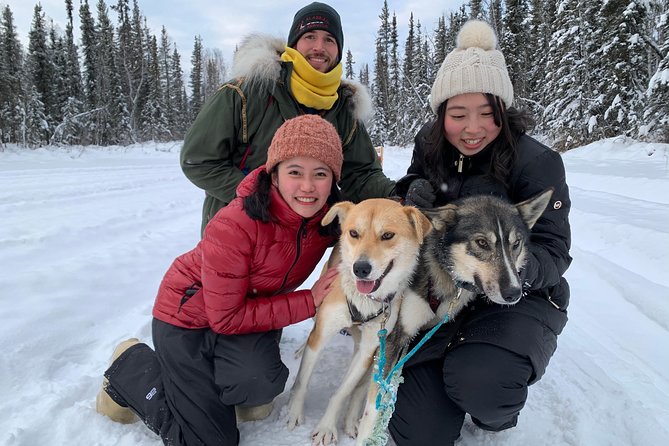 Dog Sledding and Mushing Experience in North Pole - Key points to know before you go