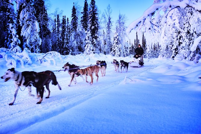 Dog Sledding and Mushing Experience in North Pole - Meeting and petting the working dogs