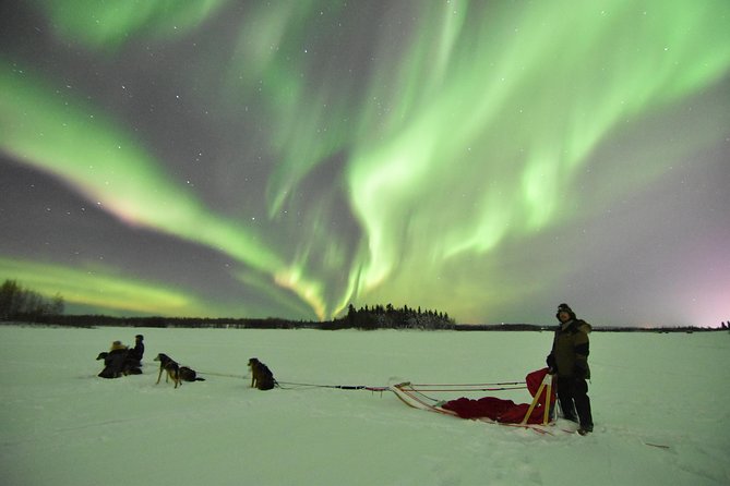 Dog Sledding and Mushing Experience in North Pole - Weather and low-snow conditions