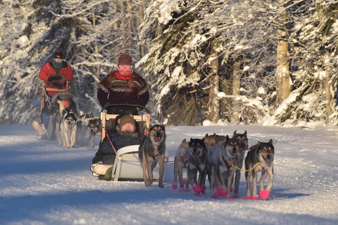 Dog Sledding and Mushing Experience in North Pole - The sled ride covers five miles
