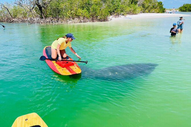 Dolphin and Manatee Adventure Tour of Fort Myers - What Makes This Paddleboard Tour Worth Considering