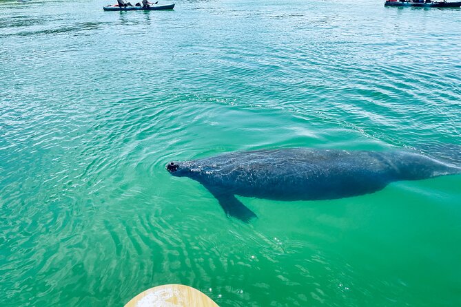 Dolphin and Manatee Adventure Tour of Fort Myers - The Dolphin and Manatee Question