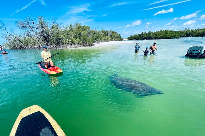 Dolphin and Manatee Adventure Tour of Fort Myers - The Beach and Shell-Searching Stop