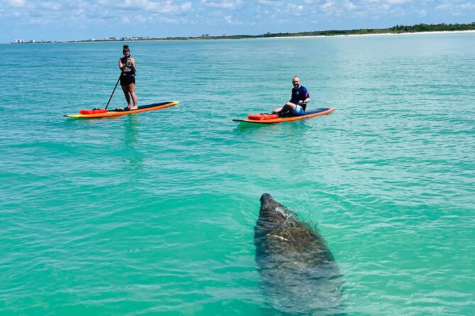 Dolphin and Manatee Adventure Tour of Fort Myers - Through the Waterways and Mangroves