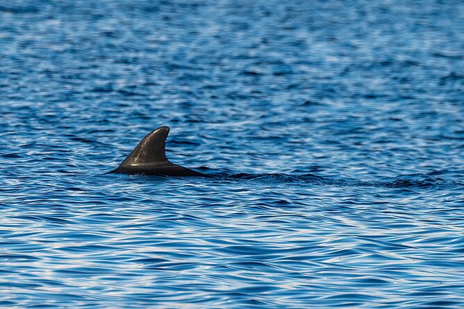 Dolphin and Nature Sunset Cruise from Orange Beach - Is $50 a fair price?