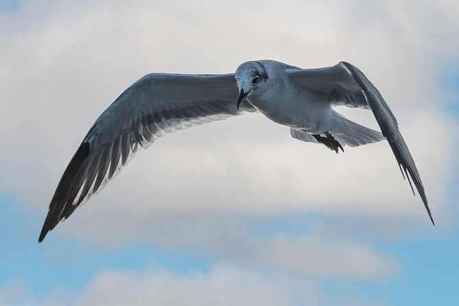 Dolphin and Nature Sunset Cruise from Orange Beach - Practical tips for a smoother evening