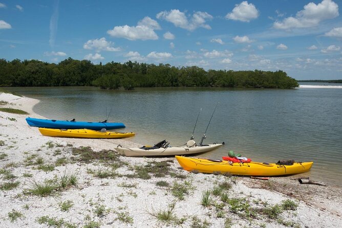 Dolphin and Shelling Cruise for up to 12 people - Five things to know before you go