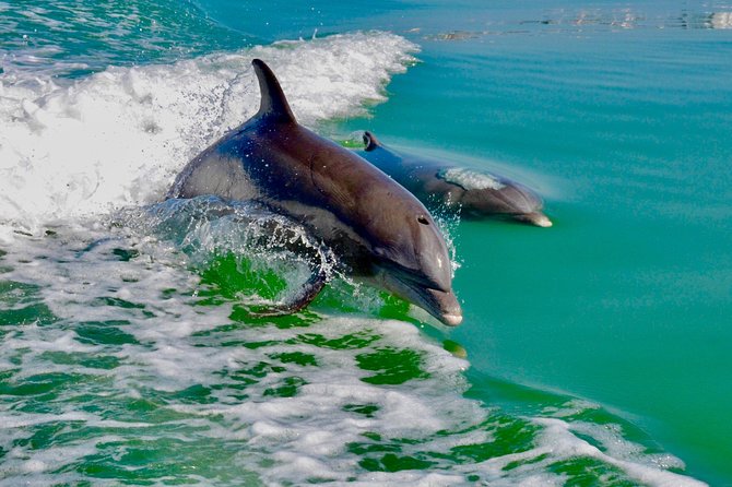 Dolphin and Shelling Cruise for up to 12 people - Looking for manatees and coastal birds