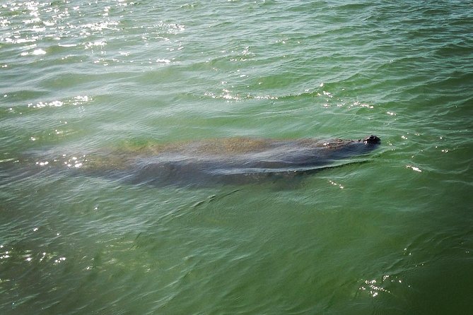 Dolphin and Shelling Cruise for up to 12 people - Through the Ten Thousand Islands