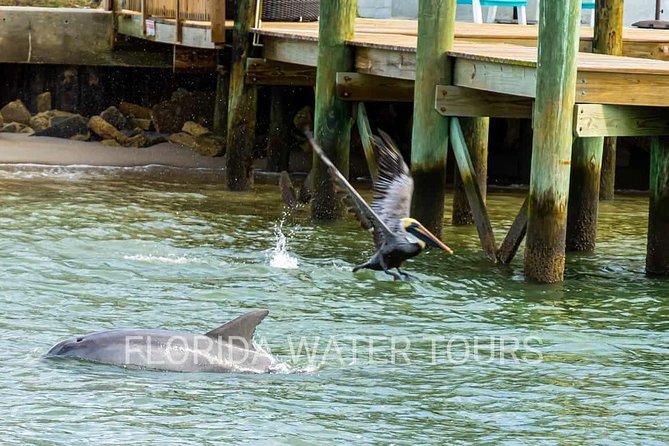 Dolphin and Wildlife Adventure of St. Augustine - The Great Cross and the wider waterfront