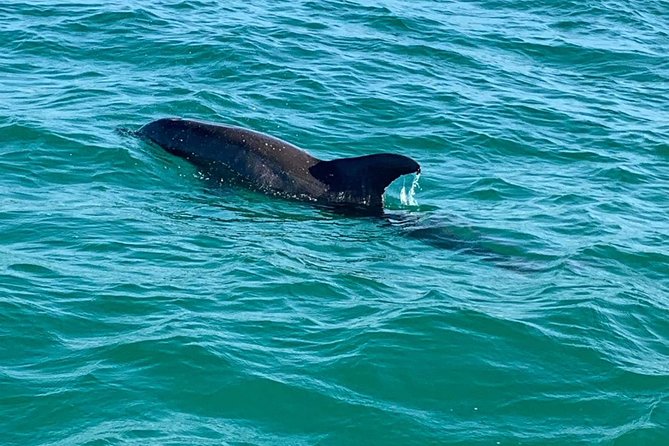 Dolphin Cruise in Destin FL - Watching dolphins in the wild