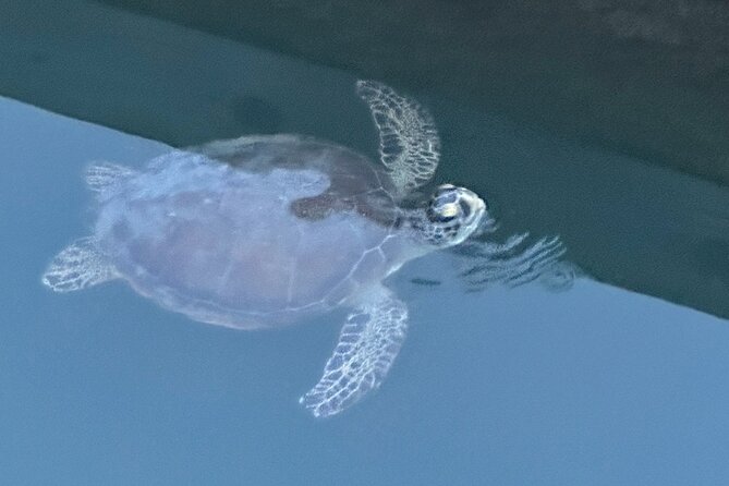 Dolphin, Manatee and SeaTurtle SUP Adventure Tour of St Augustine - Anastasia State Park from the water