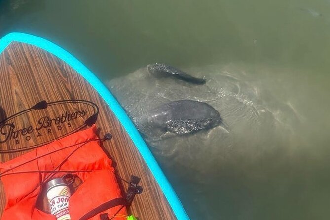 Dolphin, Manatee and SeaTurtle SUP Adventure Tour of St Augustine - Choosing a kayak or paddleboard