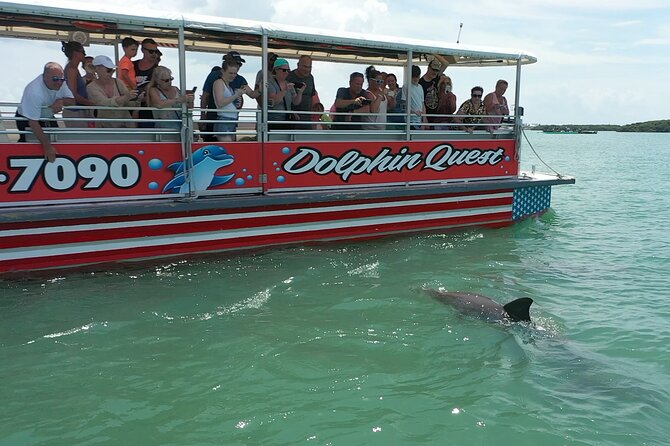 Dolphin Watching/Eco Cruise, John's Pass, Madeira Bch, FL - Key things to know before you book