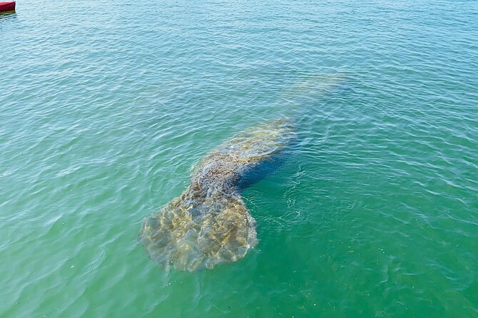 Easy Ride Pedal Kayak Tour Marco Island & Naples (Pedal or Paddle - Practical preparation for the water