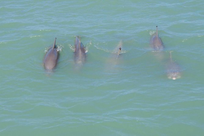 Eco and Dolphin Watch Tour of South Padre Island - Key points to know before you go