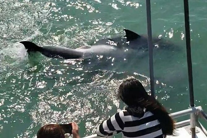 Eco and Dolphin Watch Tour of South Padre Island - A smooth bay ride, with some comfort limits