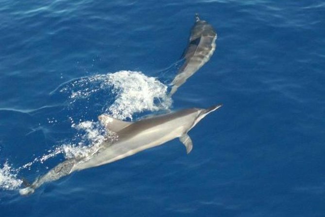 Eco and Dolphin Watch Tour of South Padre Island - What to bring for the 90 minutes