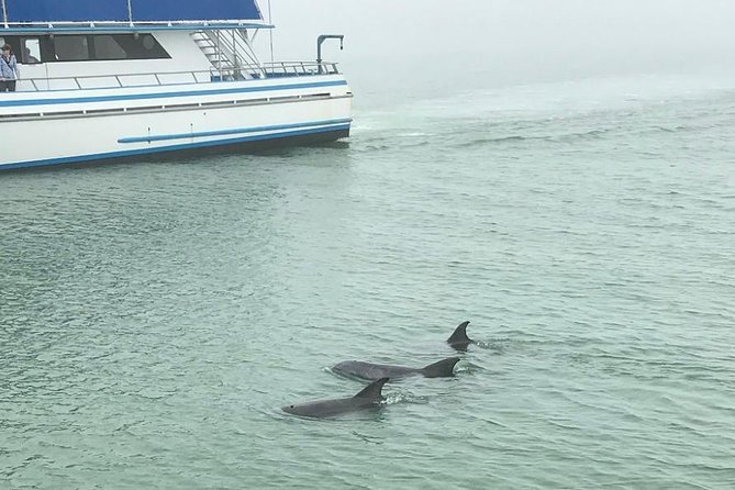 Eco and Dolphin Watch Tour of South Padre Island - Is $19.48 a good value?