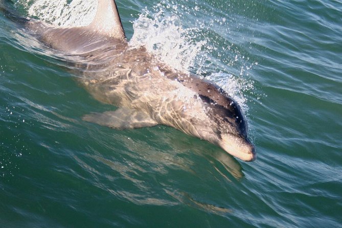 Eco and Dolphin Watch Tour of South Padre Island - The route past South Padre’s shoreline