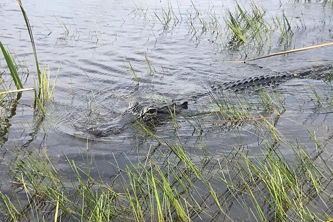 Everglades Airboat Safari Adventure with Transportation - The airboat ride through marsh and mangrove