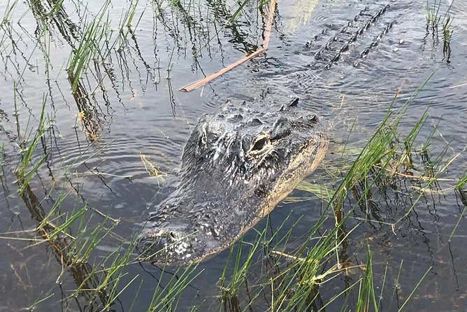 Everglades Airboat Safari Adventure with Transportation - Why the schedule causes so many problems