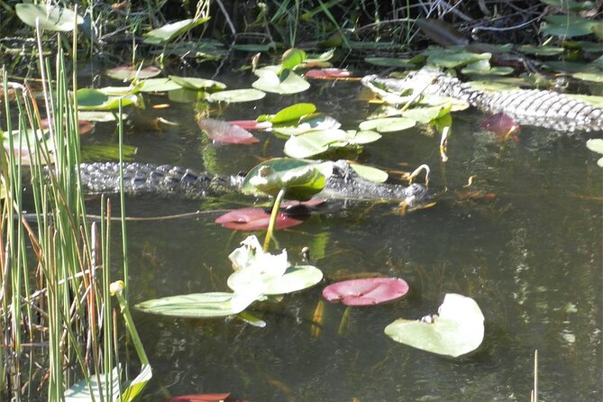 Everglades Airboat Tour from Fort Lauderdale with transportation - What one hour on the airboat feels like