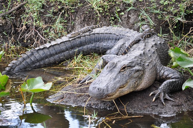 Everglades Airboat, Wildlife Show, and Roundtrip Bus From Miami - What this Miami Everglades tour really offers