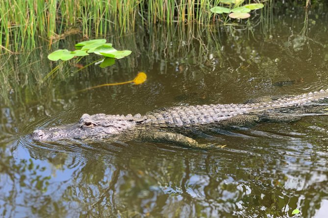 Everglades Airboat, Wildlife Show, and Roundtrip Bus From Miami - Is $49.20 good value?