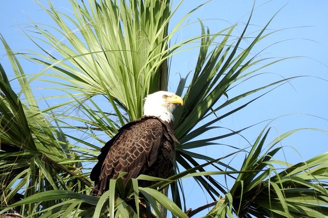 Everglades Day Safari from Ft Lauderdale - The Ten Thousand Islands boat cruise