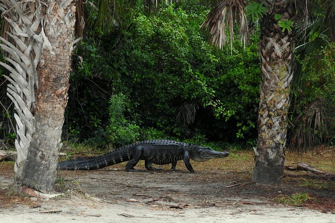 Everglades Day Safari from Ft Lauderdale - What $250 includes, and what it is worth