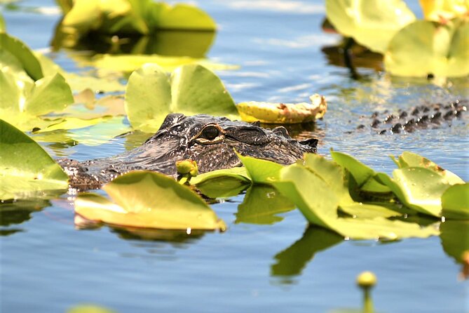 Everglades Holiday Park Airboat Tours & Rides - Wildlife sightings depend on the day