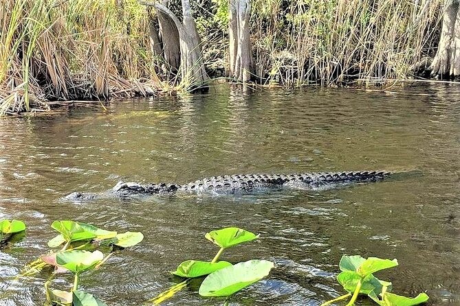 Everglades Holiday Park Airboat Tours & Rides - Is $47.46 a good value?