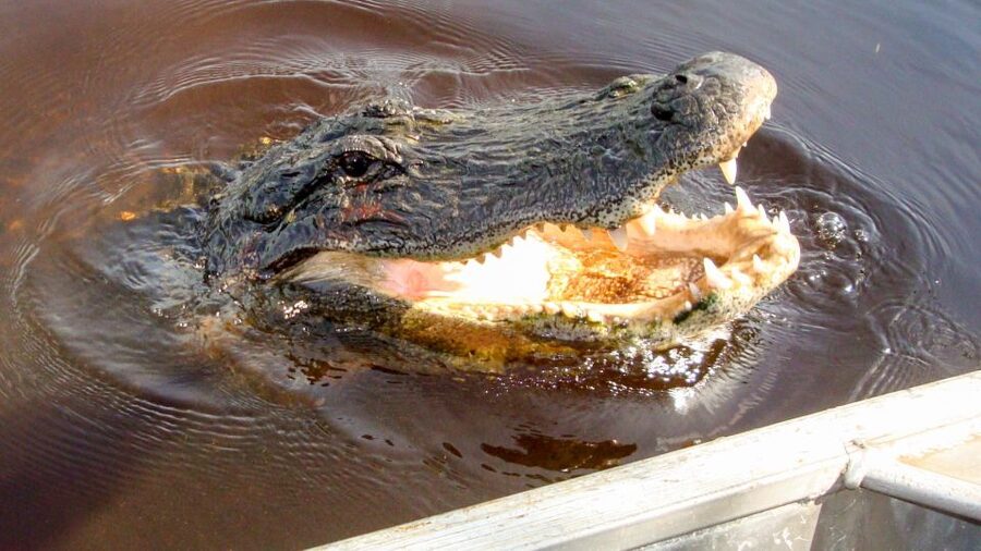 Everglades: Mangrove Maze Airboat Tour and Boardwalk - Why this Everglades outing works