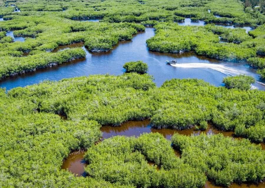 Everglades: Mangrove Maze Airboat Tour and Boardwalk - The 50-minute airboat ride through narrow channels