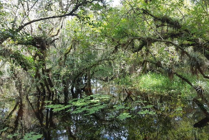 Everglades National Park Biologist Led Adventure: Cruise, Hike + Airboat - Miccosukee tree islands and Indigenous history
