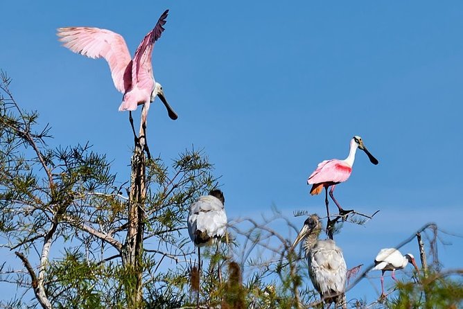 Everglades National Park Biologist Led Adventure: Cruise, Hike + Airboat - Oasis Visitor Center and the big alligators