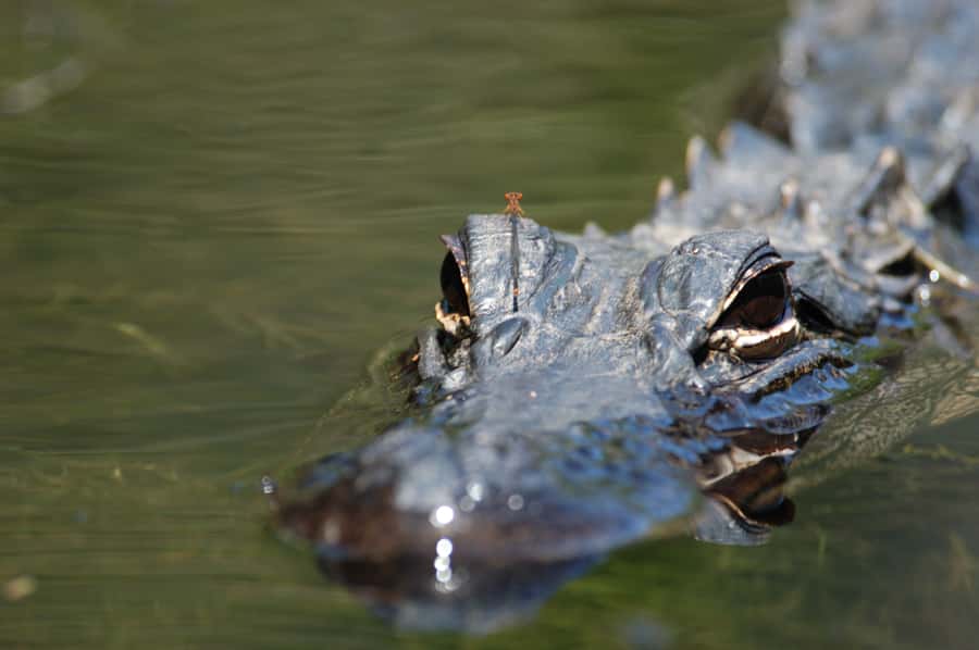 Everglades National Park: Mangrove Tunnel Kayak Eco-Tour - Why a kayak is the right way to meet the Everglades
