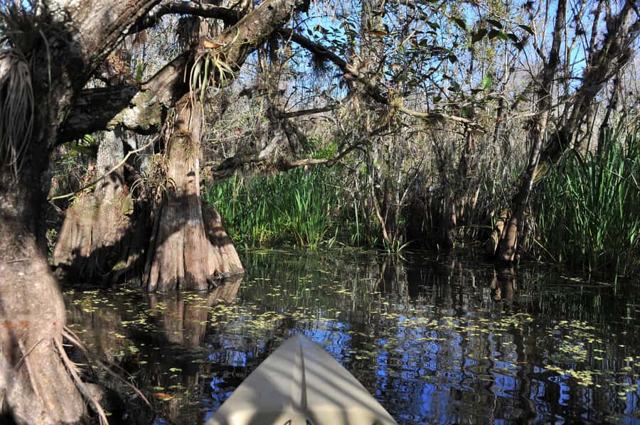 Everglades National Park: Mangrove Tunnel Kayak Eco-Tour - The mangrove tunnels are the main event
