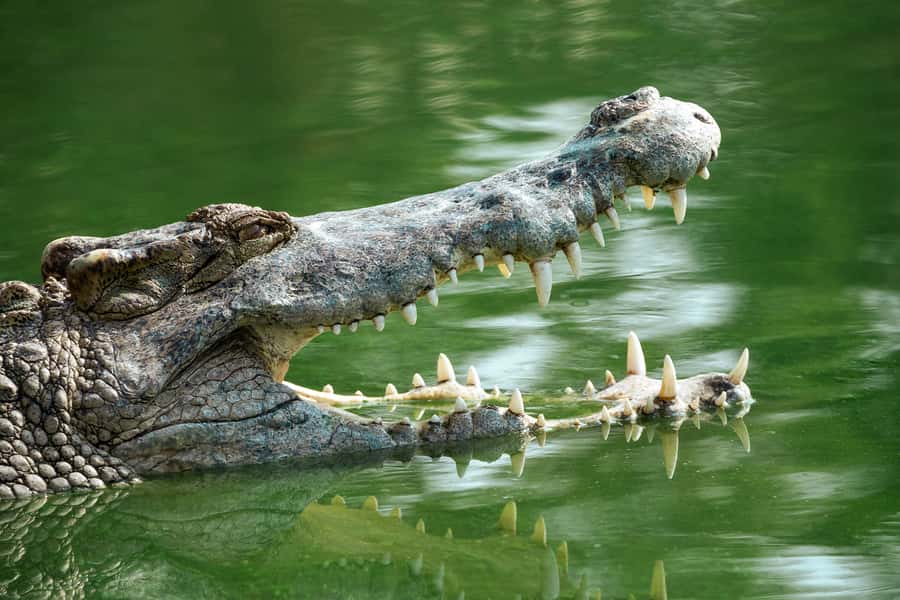 Everglades National Park: Mangrove Tunnel Kayak Eco-Tour - How strenuous is the three-hour paddle?