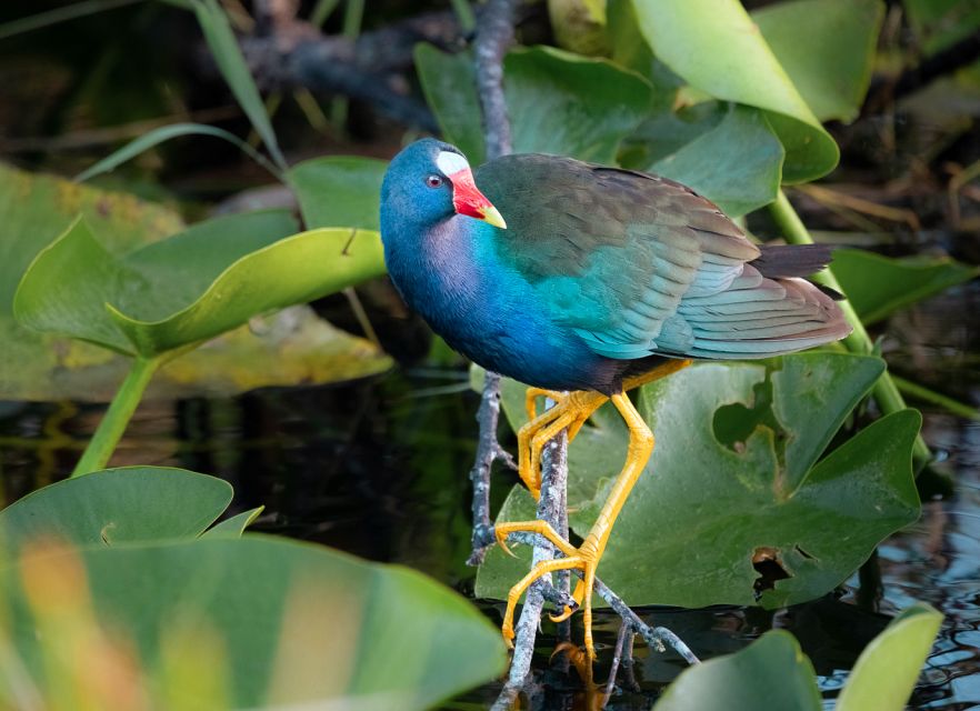 Everglades National Park: Mangrove Tunnel Kayak Eco-Tour - Price, timing, and what the $109 includes