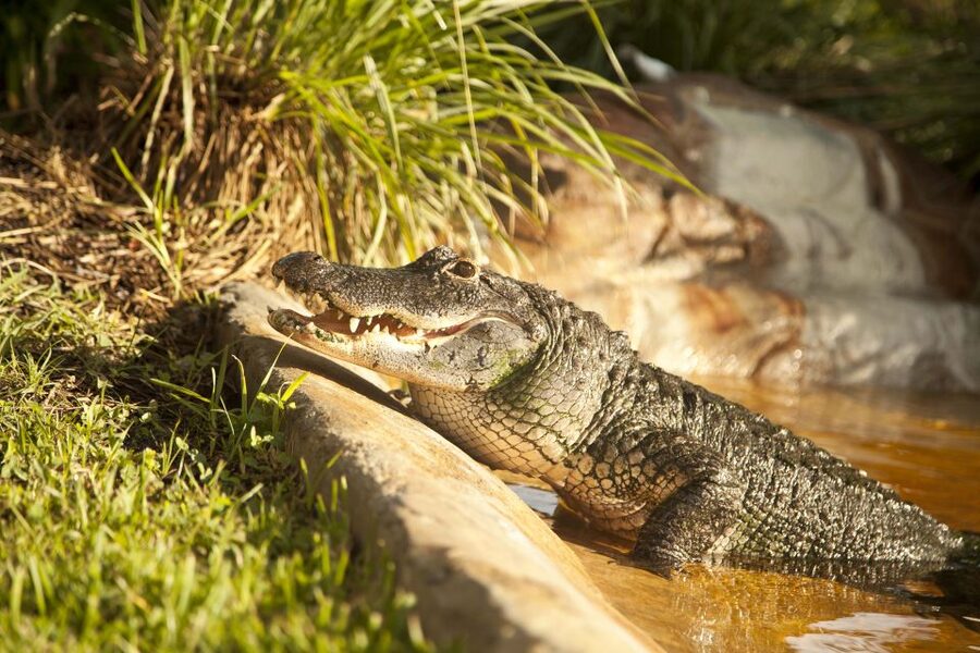 Everglades: Sawgrass Park Day Time Airboat Tour & Exhibits - Wildlife sightings without feeding or baiting