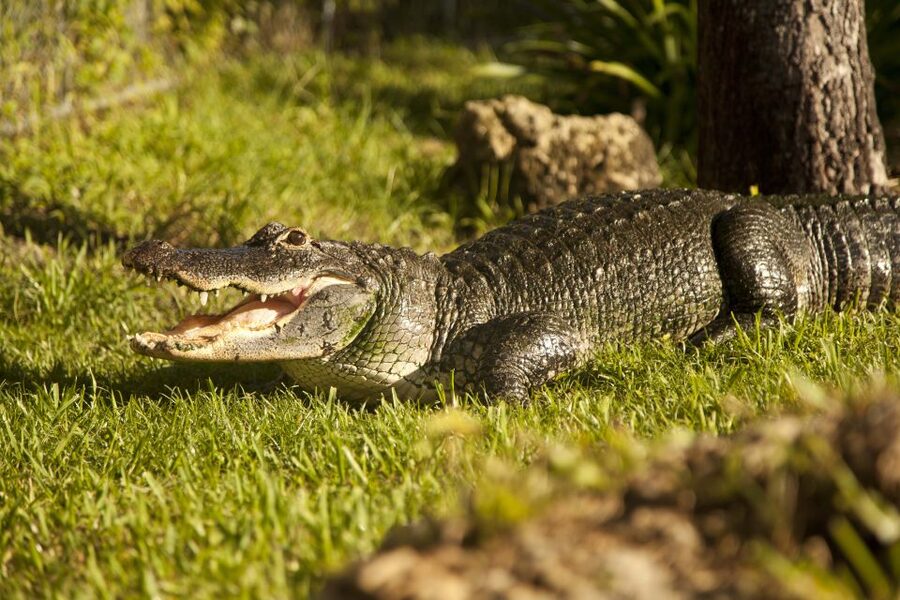 Everglades: Sawgrass Park Day Time Airboat Tour & Exhibits - The alligator and reptile exhibit
