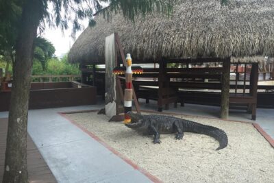 Everglades Small-Group Tour from Miami with Transportation